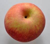 Apple without sepals